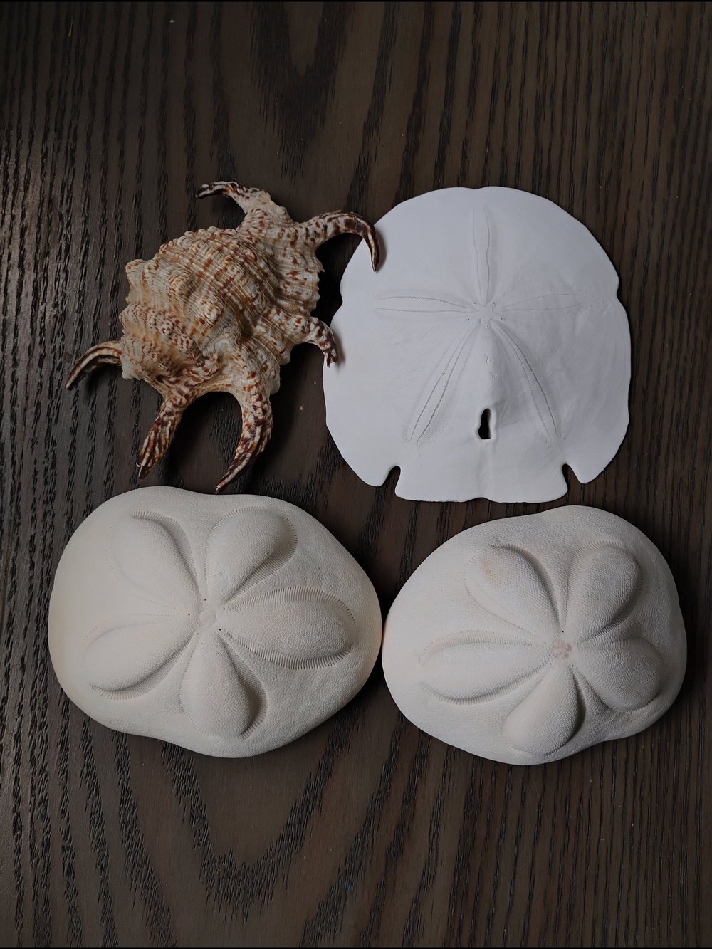 Coastal White Sand Dollar and Shell Accent Set